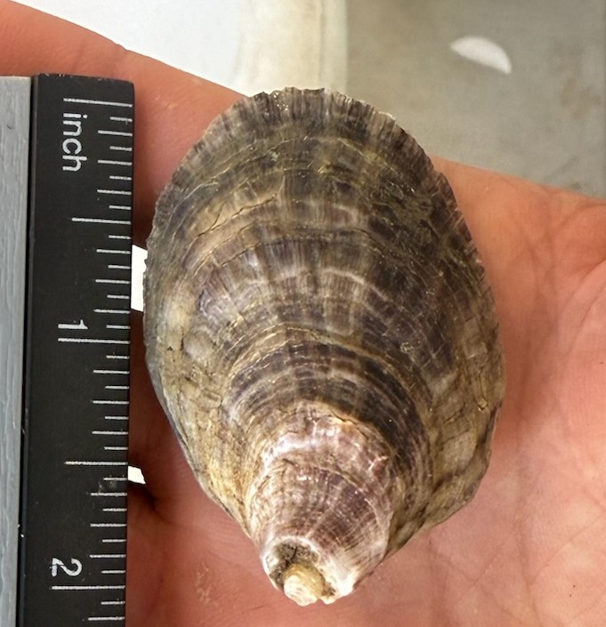 Zero waste sustainable oyster farming